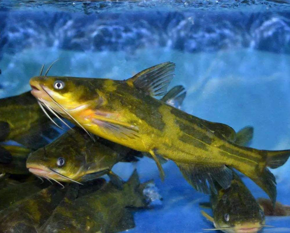 四川淡水鱼种类图片